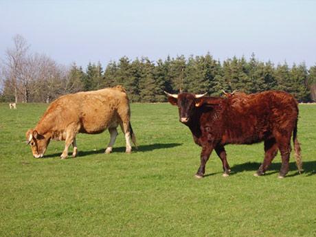 ferme-chazal.jpg